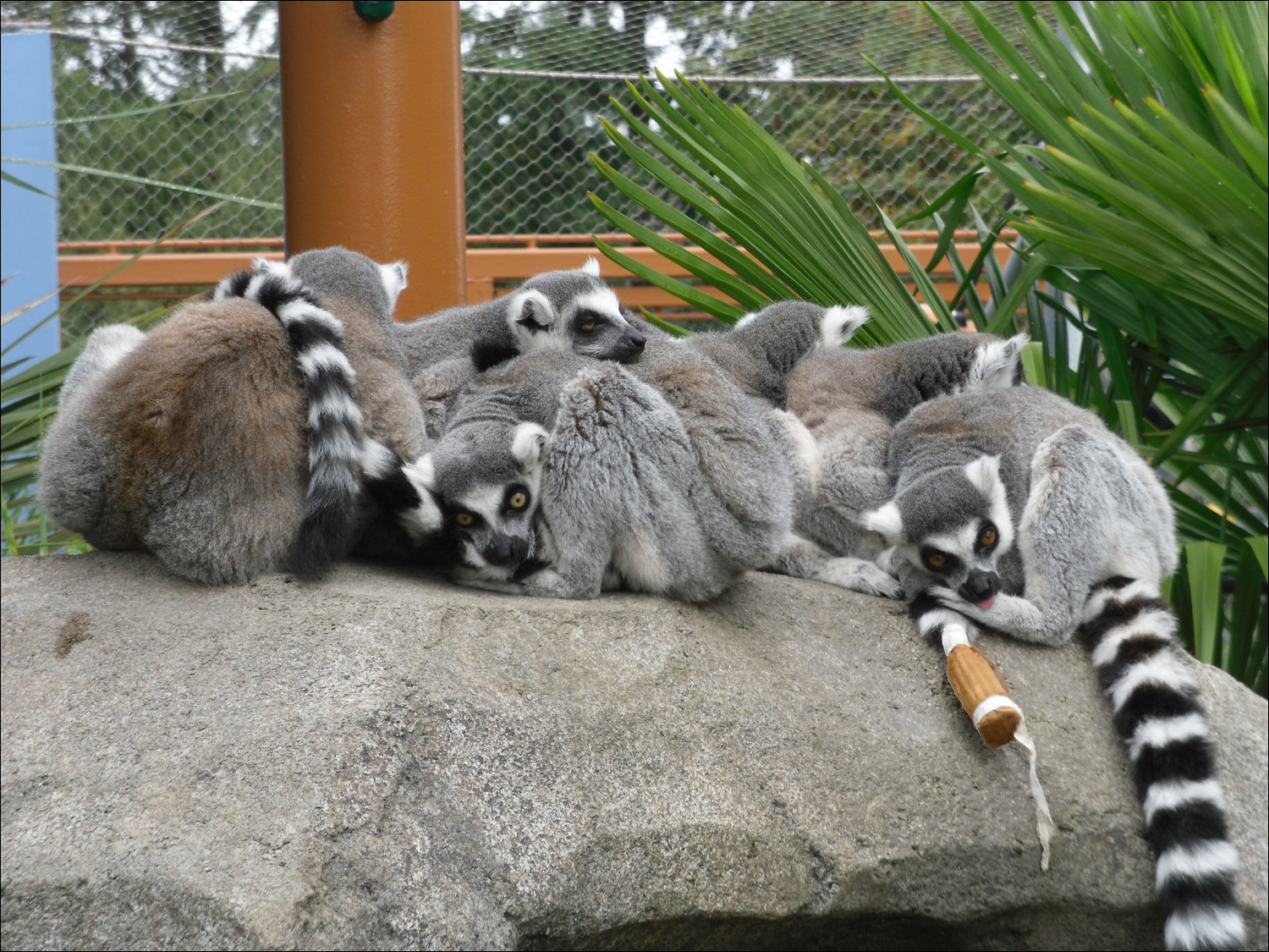 Tacoma, WA-Point Defiance Zoo & Aquarium-lemurs